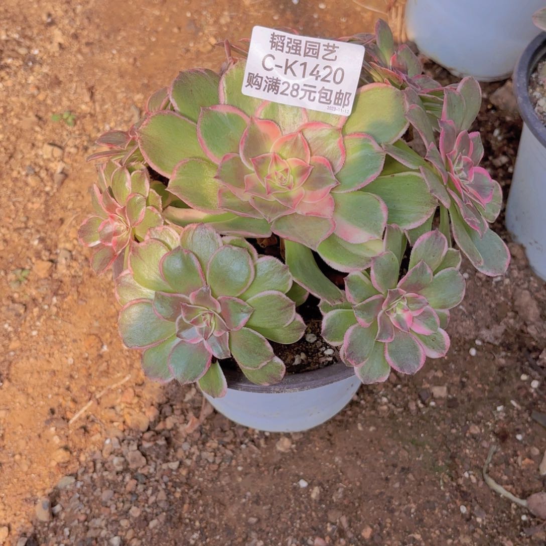 海王多肉植物1420