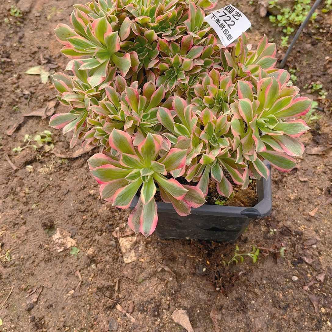 女神缀多肉植物722
