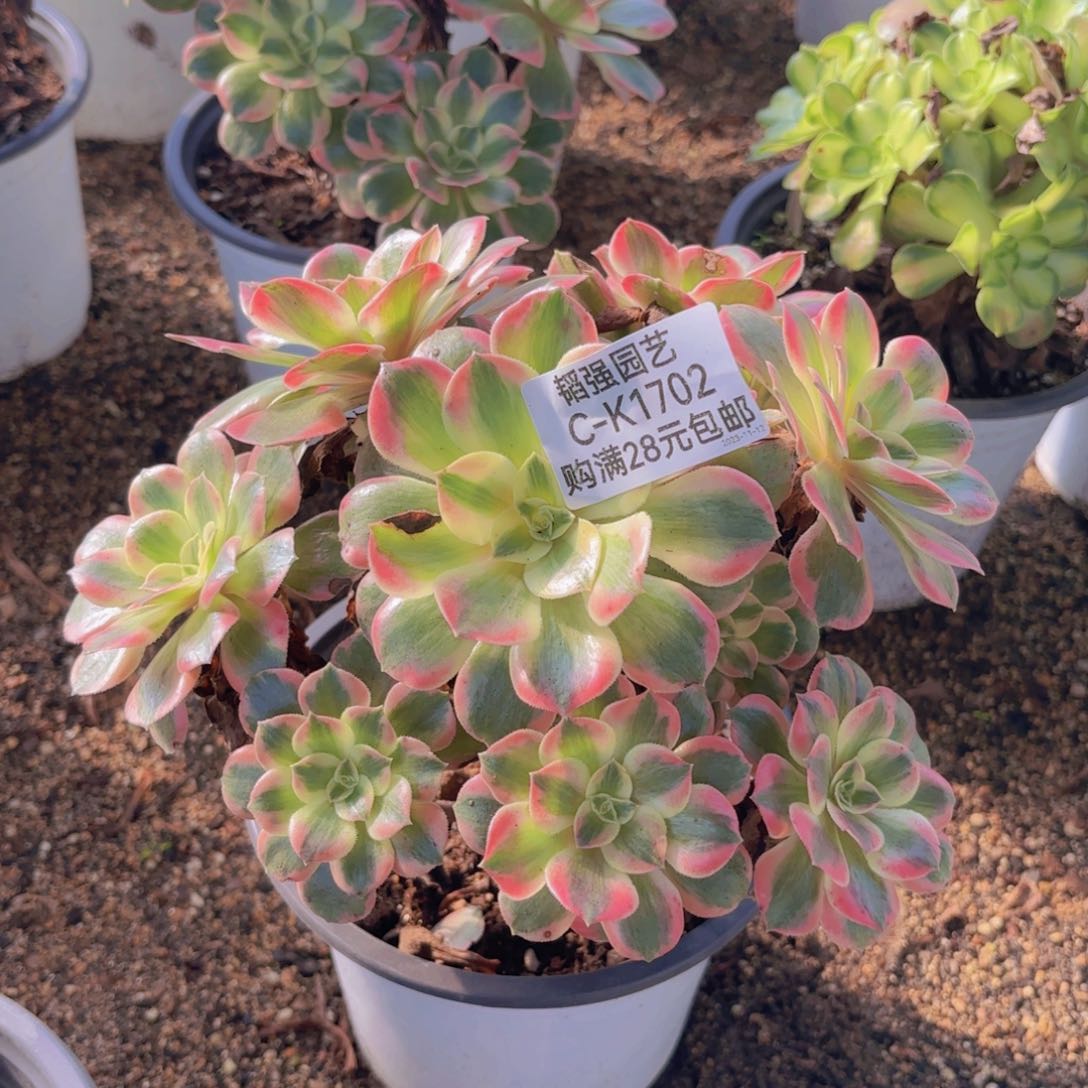 女妖多肉植物1702