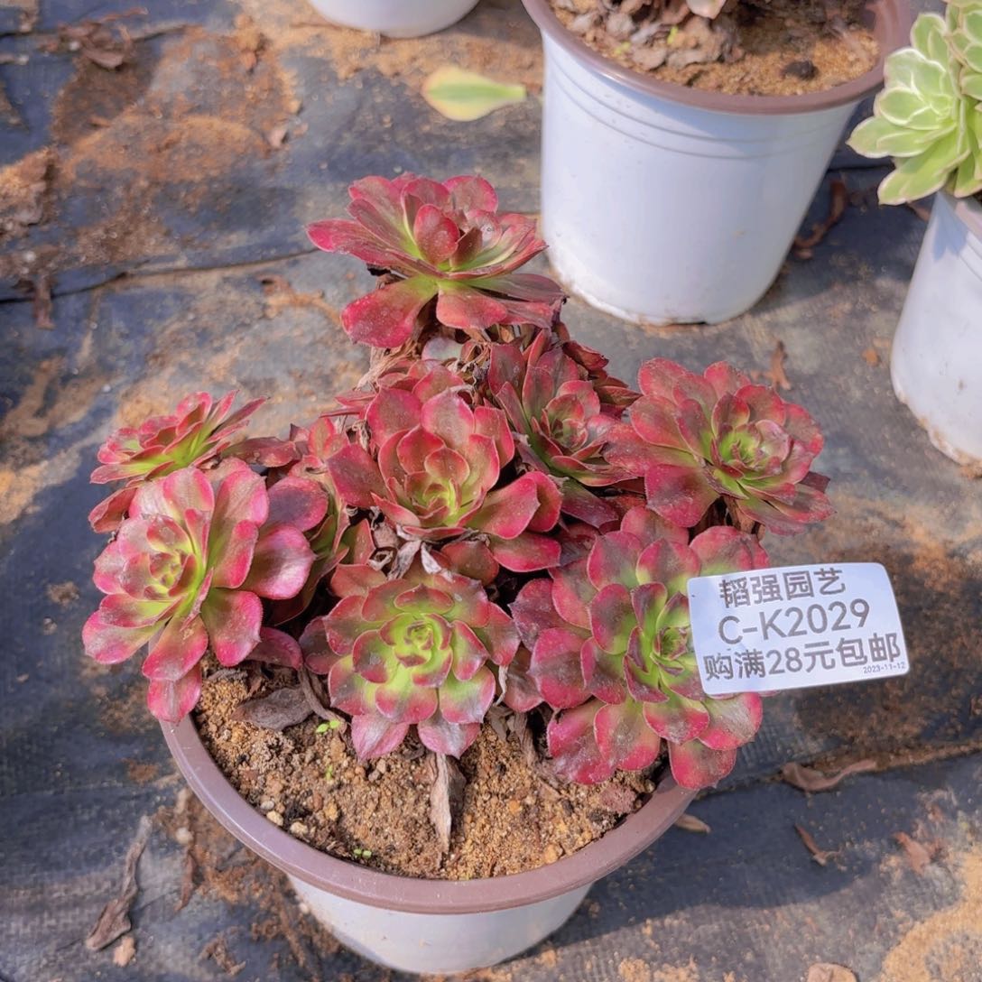 美即多肉植物2029