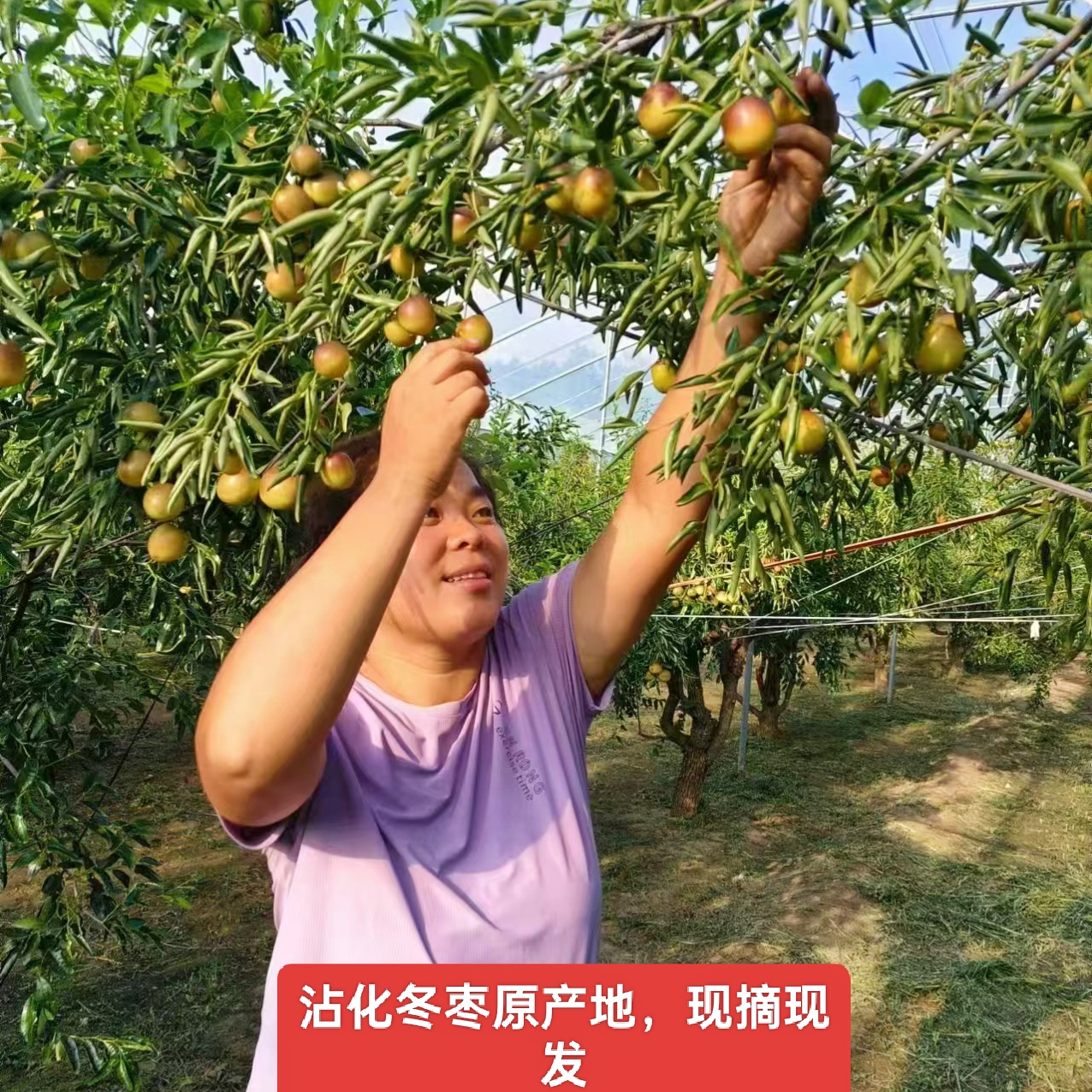 沾化冬枣中大果5斤