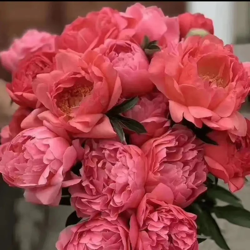 落日珊瑚芍药花分株苗