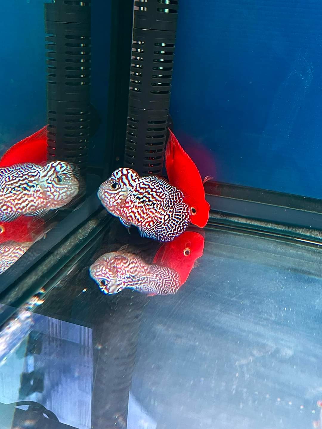 精选进口泰金罗汉鱼苗