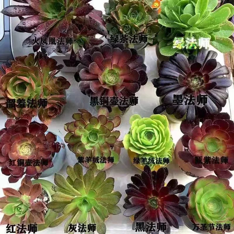 多肉植物 法师 特价盆栽万圣节 铜壶 火凤凰单头小苗法师组合套餐