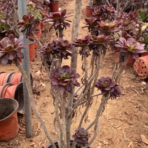 圆叶法师小羊肖恩5