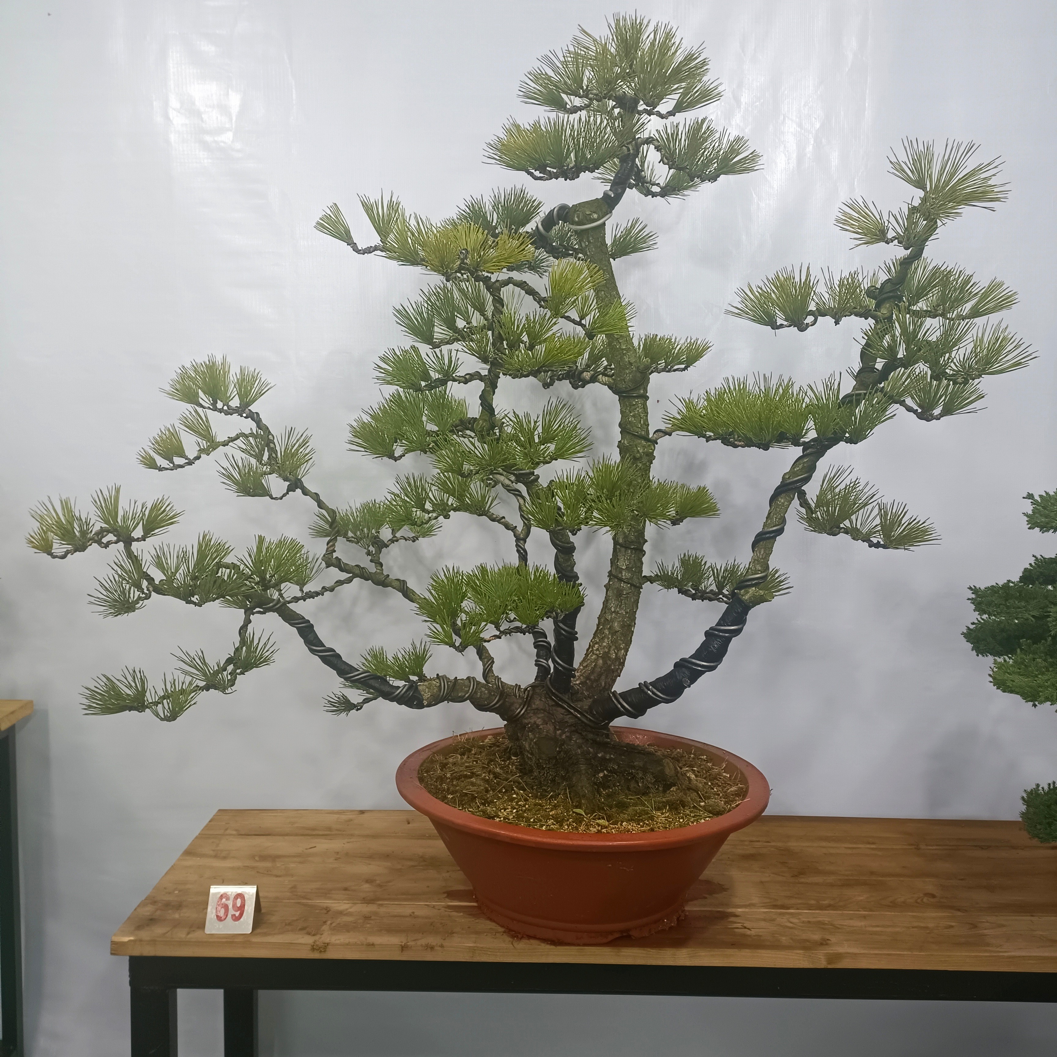 鼎松源盆景一物一拍   罗汉松盆景  黑松盆景  五针松盆景