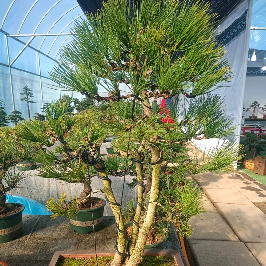 鼎松源一物一拍济州真柏 五针松罗汉松盆景