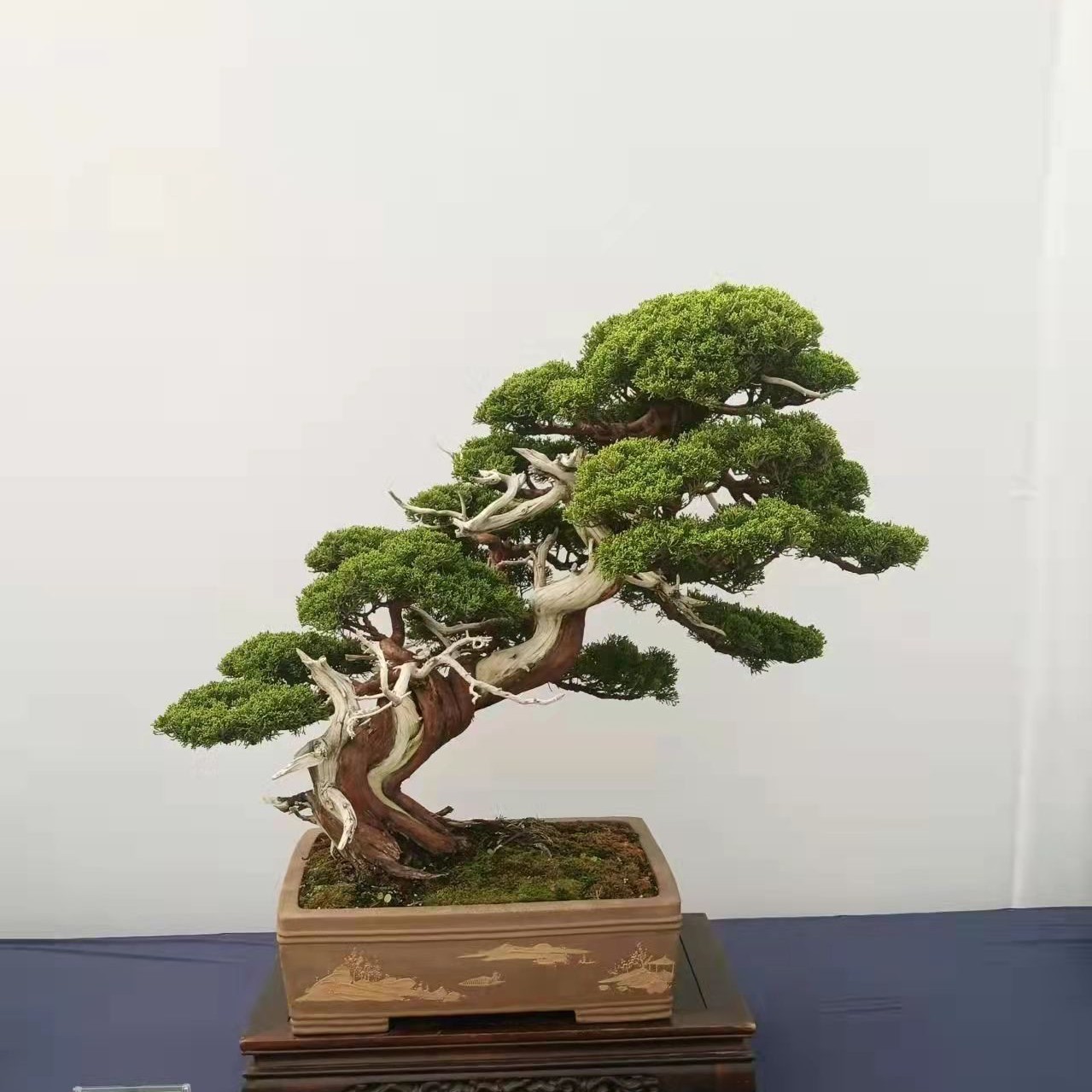 鼎松源一物一拍松柏罗汉松五针松盆栽