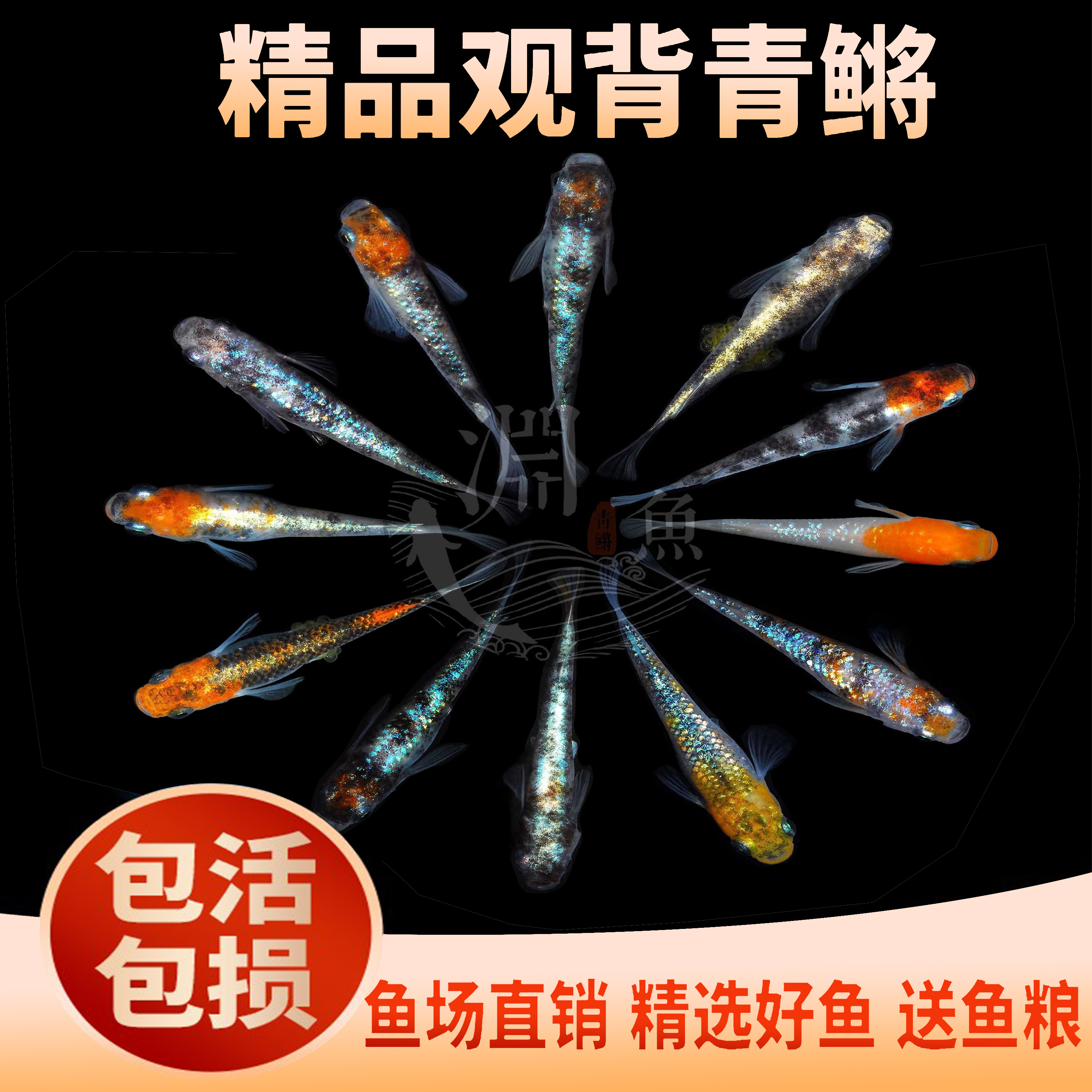 观背青鳉鱼卵鱼苗亚成鱼广温冷水观赏鱼迷你金鱼锦鲤古法懒人养鱼