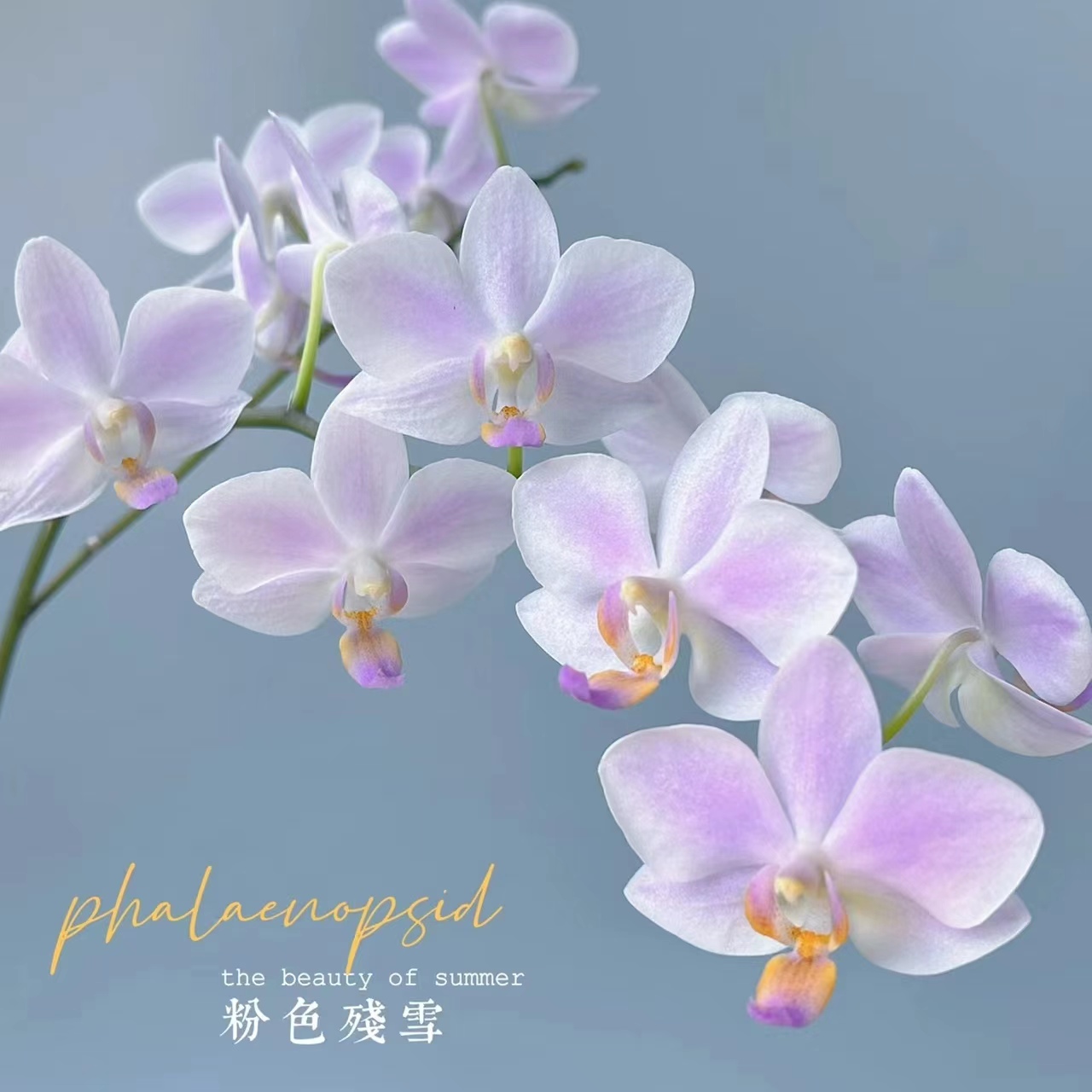 【残雪】华菁园艺优选蝴蝶兰兰花