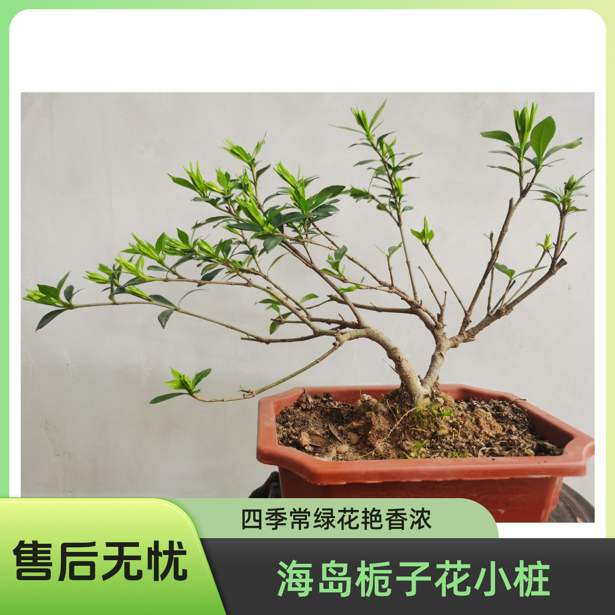 海岛小叶栀子花小老桩四季常绿重瓣花型美观办公室阳台花卉浓香型