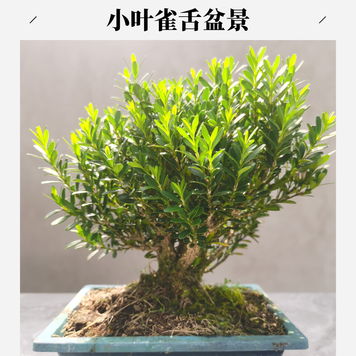 正宗小叶雀舌黄杨粗杆老桩盆景珍珠黄杨米叶黄杨盆景素材四季常青