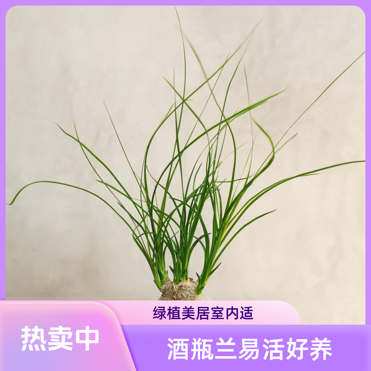 酒瓶兰懒人好养办公桌网红绿植室内盆栽居家花卉耐旱小植物除甲醛