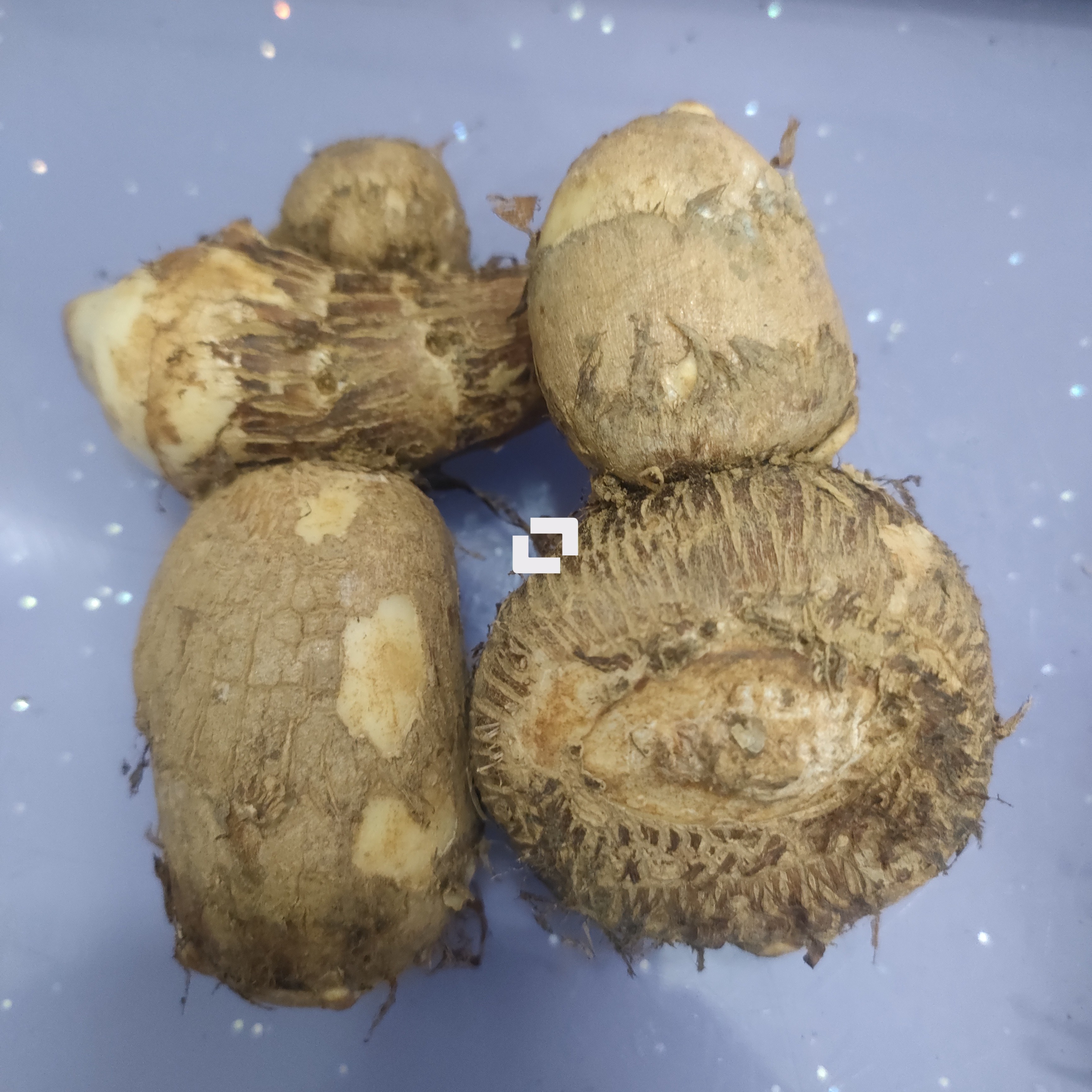 耒阳农家种植毛玉仔