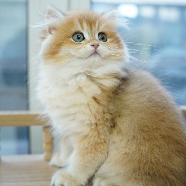 宠物活体猫咪英短美短布偶矮脚拿破仑曼基康萌宠