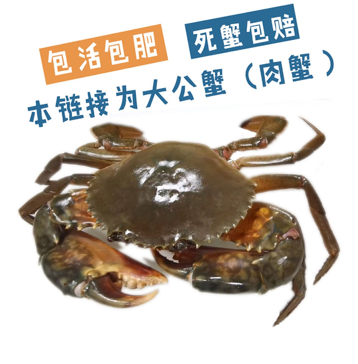 三门青蟹公蟹（肉蟹）大螃蟹鲜活肉蟹蝤蛑菜鲟鲜活海鲜水产包肥包活