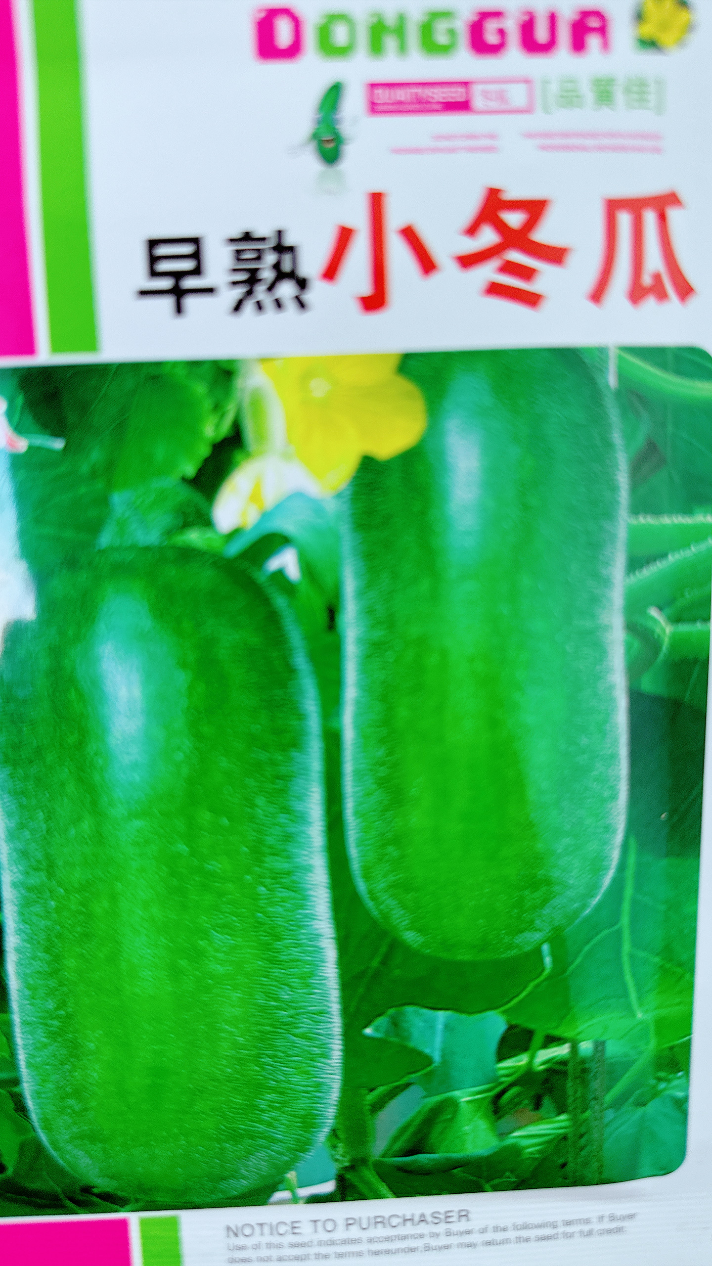 早熟绿皮小冬瓜种子