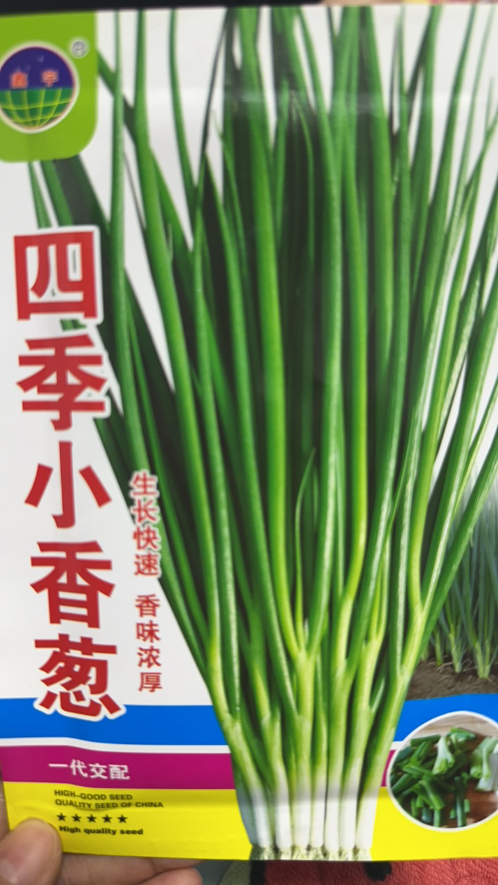 四季小香葱种子10克
