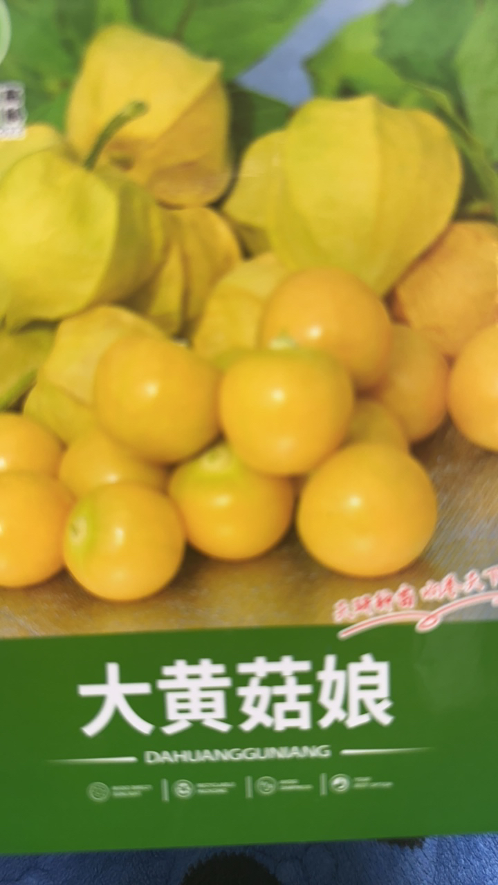 大黄菇娘种子5克