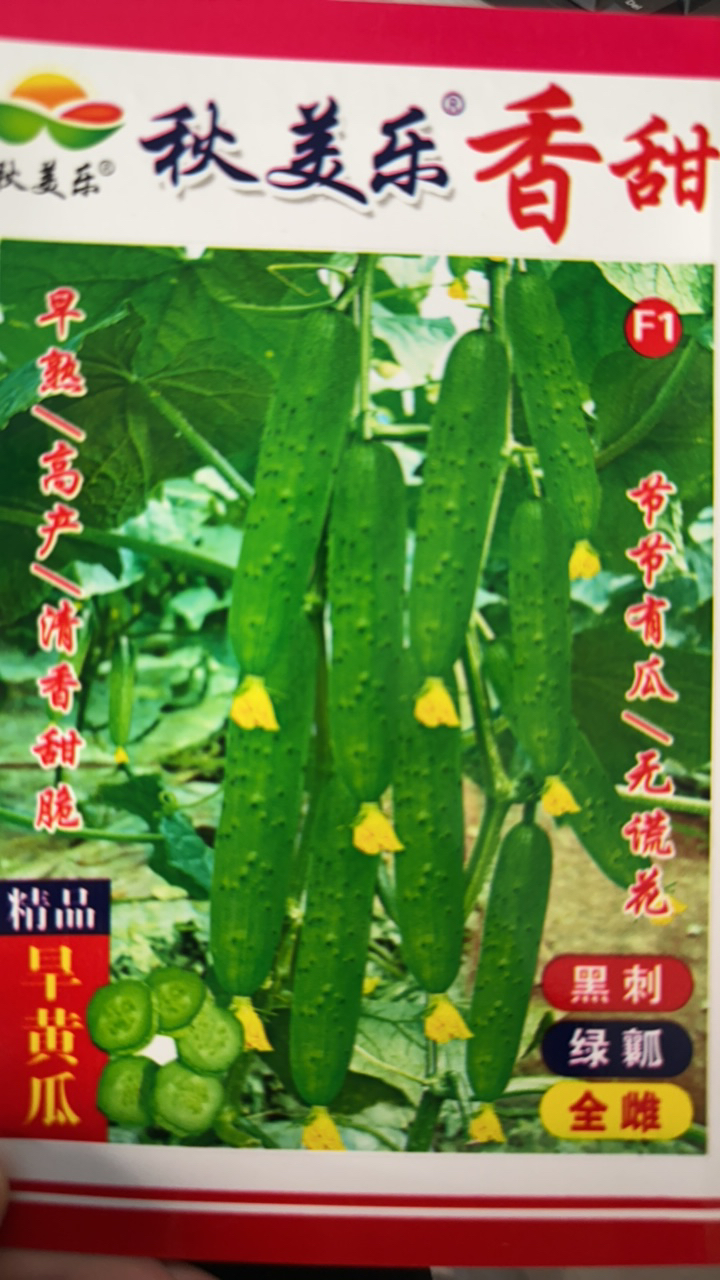 秋美乐全雌香甜黄瓜种子
