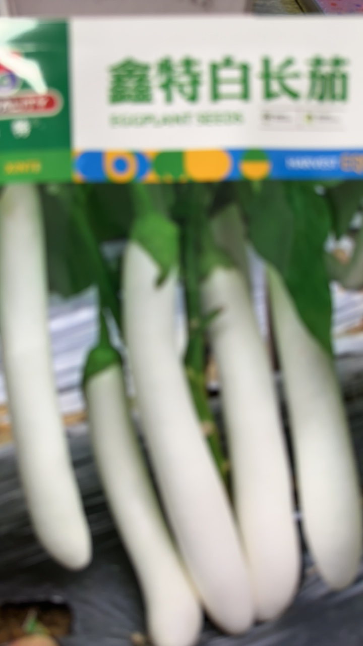 白长茄种子好吃好卖