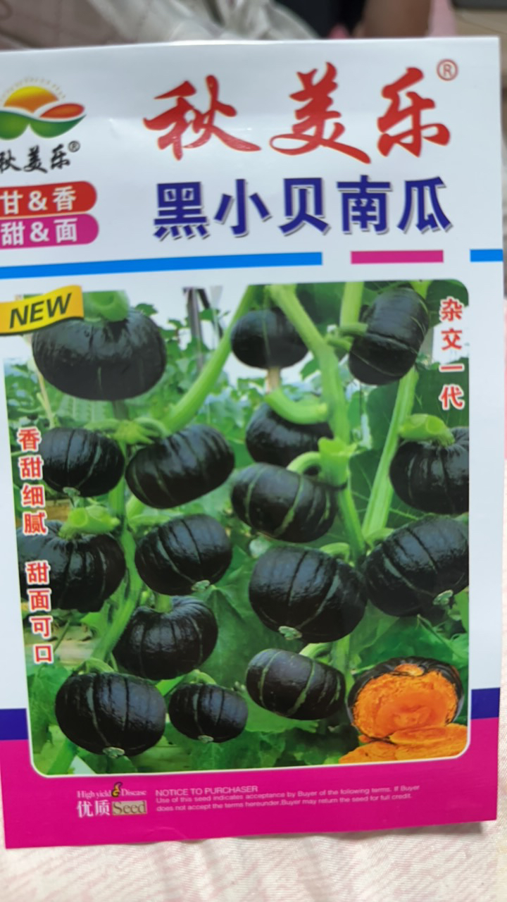 秋美乐黑小贝南瓜籽