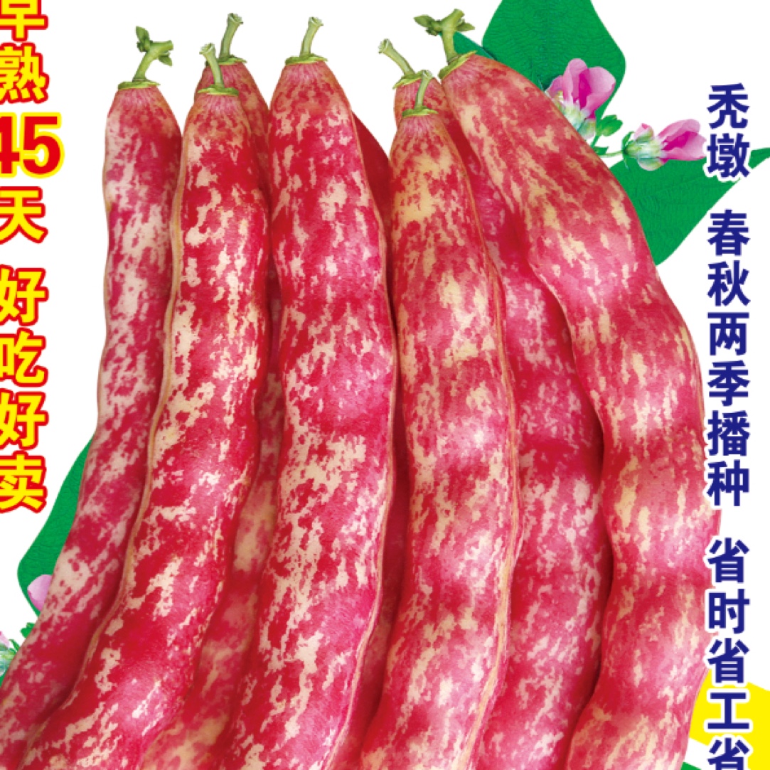不搭架地红金钩豆角籽100粒