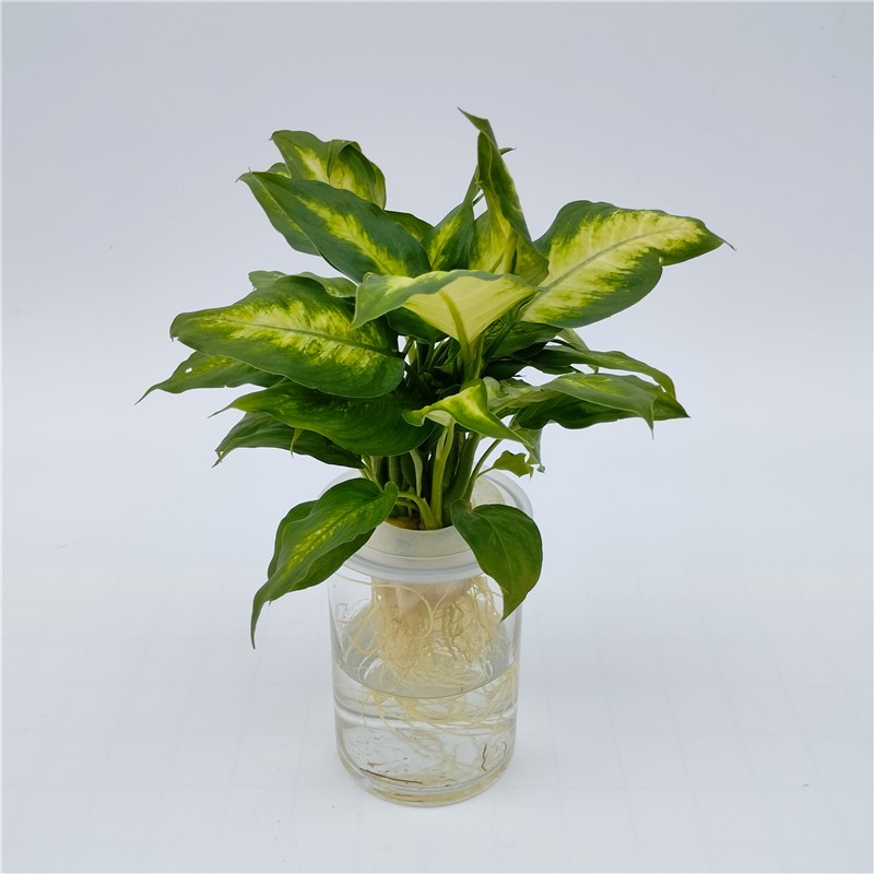 藕式龙年粉黛水培花卉绿植水养盆栽植物好看时尚网红卫生无土好养