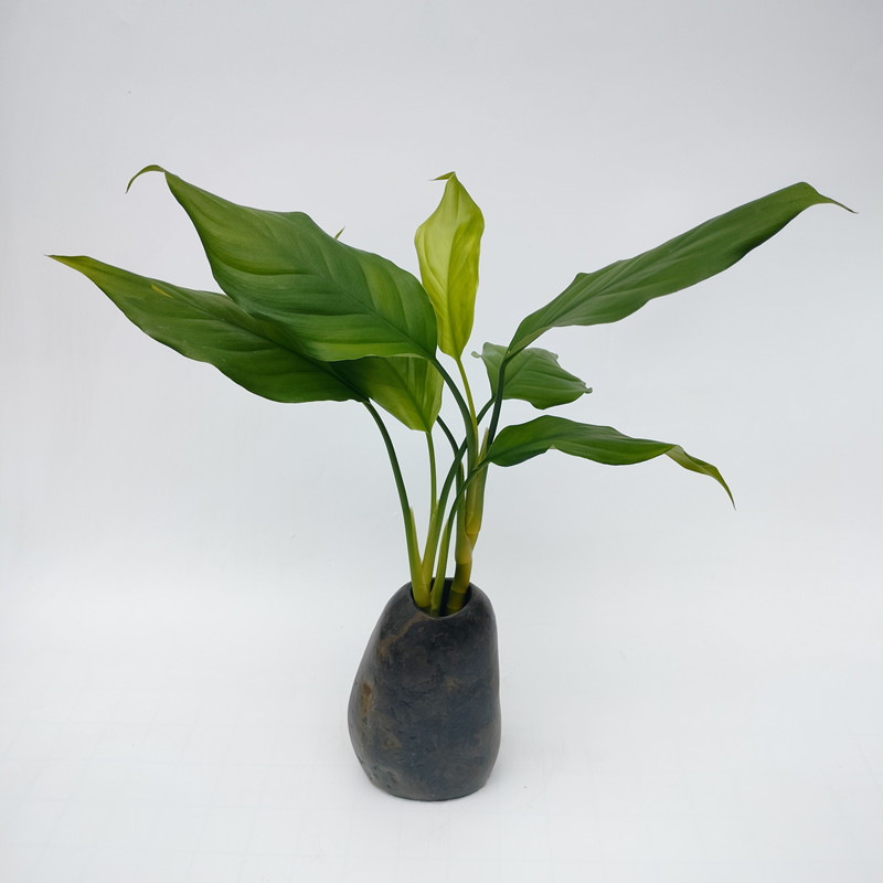 藕式万年青水培花卉绿植水养盆栽植物好看时尚网红卫生干净好养