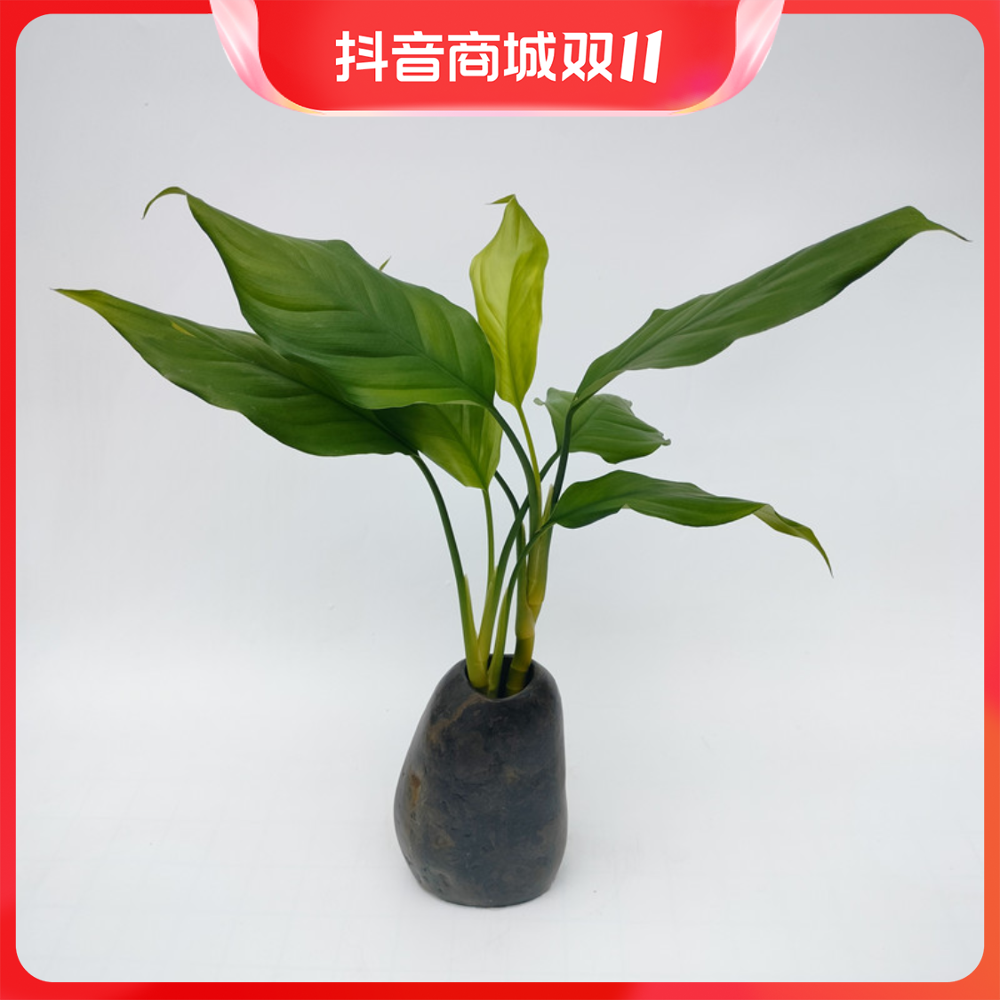 藕式【直播】万年青水培花卉绿植水养盆栽植物时尚网红卫生干净好