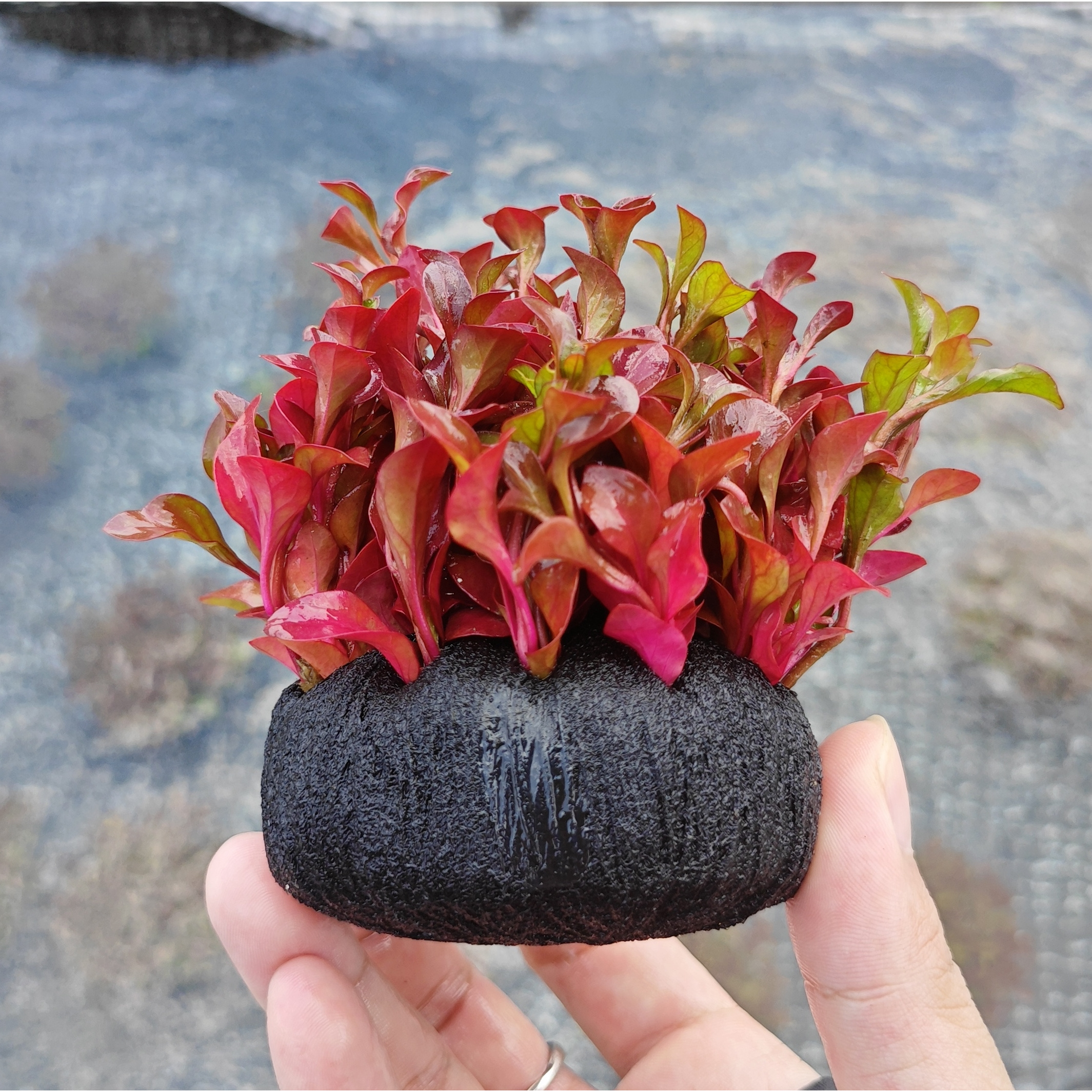 红波绿波鱼缸水草坨草增氧植物新手淡水阴性草自带水草泥懒人造景