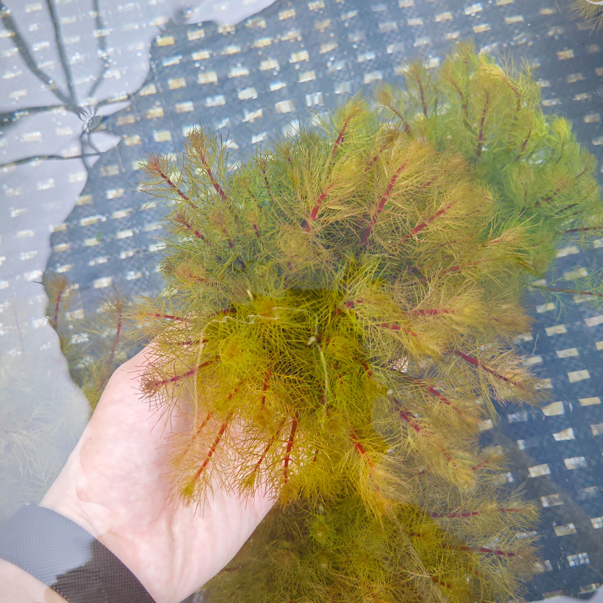 [红羽毛]中后景懒人水草坨草增氧淡水观赏坨装水草
