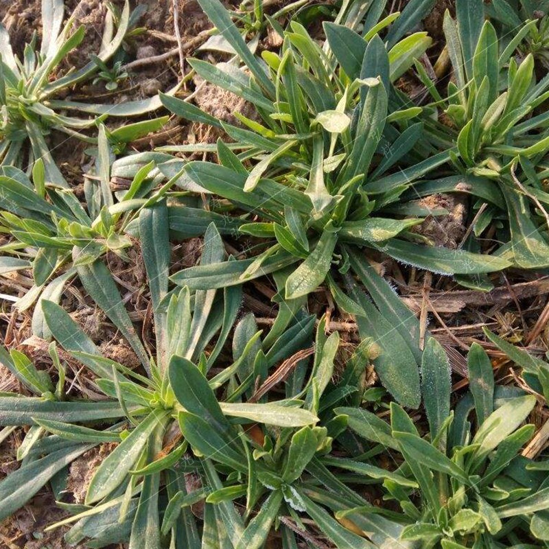 面条菜种子野菜秋季冬季早熟农家小菜四季播盆栽庭院