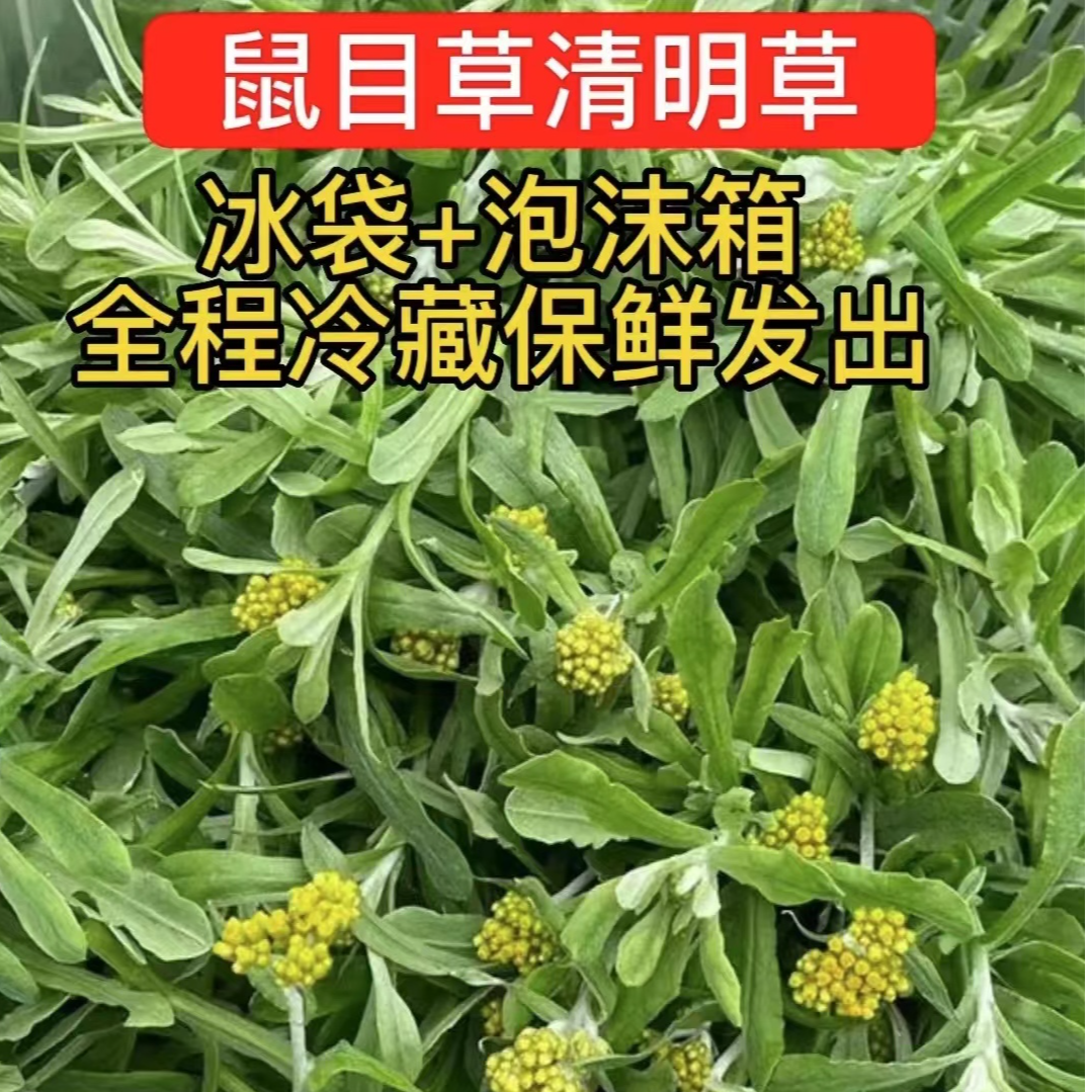 新鲜野生清明菜鼠曲草 佛耳草 做清明粑粑材料现摘现发包邮