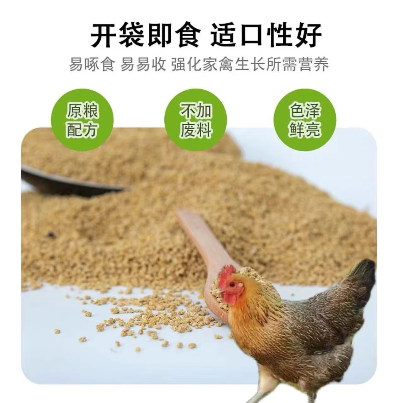 麻羽鸡饲料好喂养