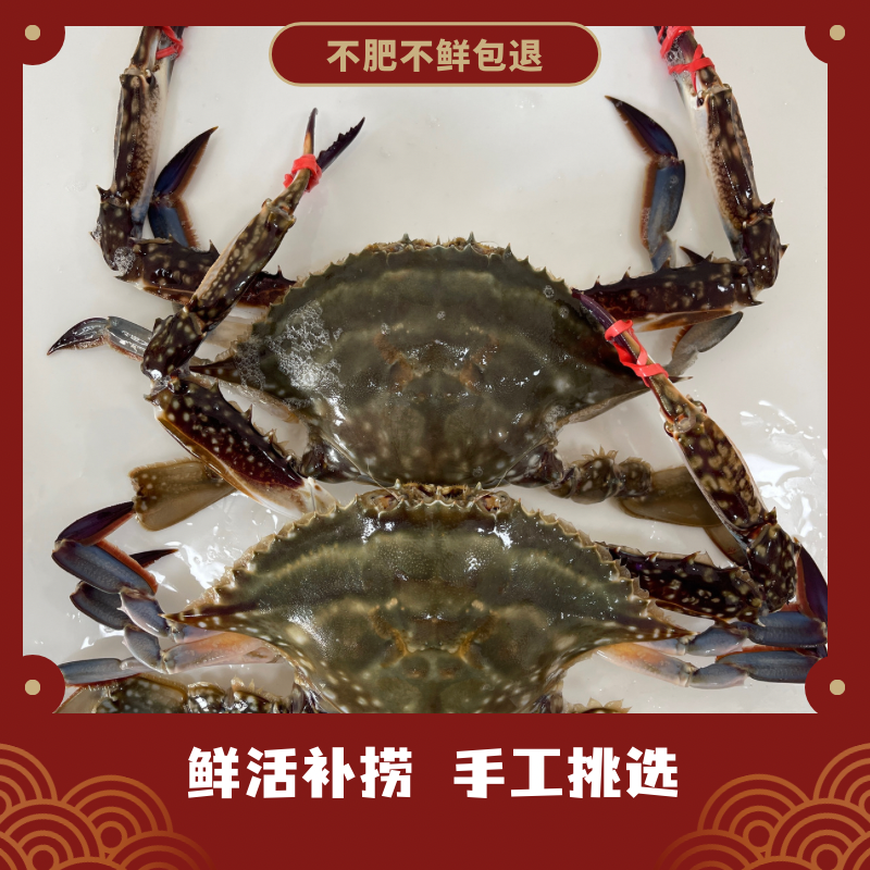 东港公飞蟹【直播现称】大连发货不保腿甲全，保肥保鲜不保活