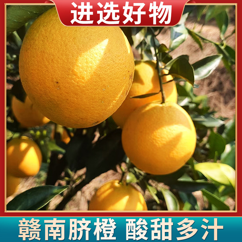 【进选好物】江西赣南脐橙现摘橙子净重5斤/9斤