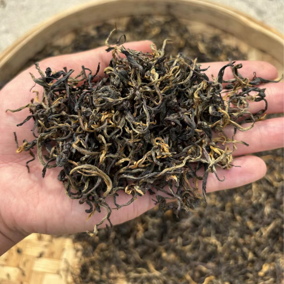 2025头春工夫红韵