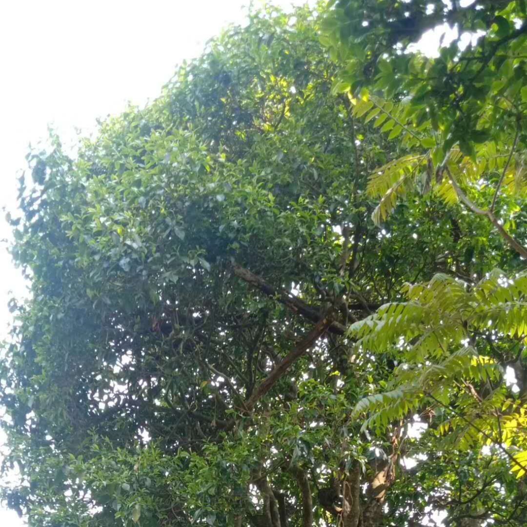 12拼中国红拼配直条红茶（红茶）