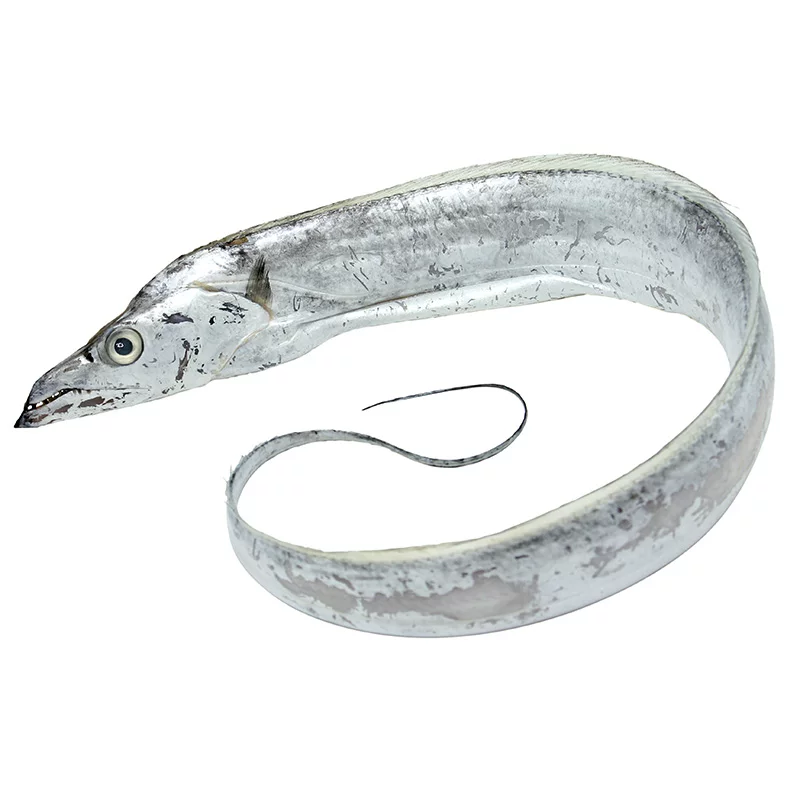 江苏赣榆发货/海鲜大带鱼/本港小眼油带200/300克一条