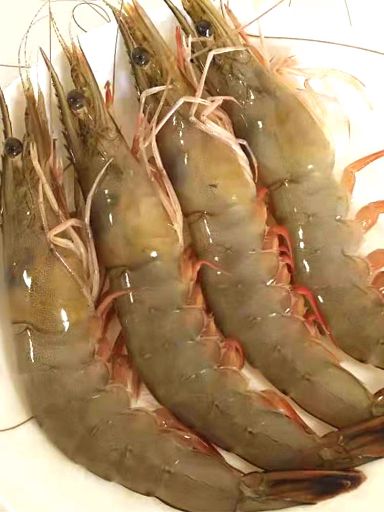 江苏赣榆发货/海虾/红尾虾5斤净重/一斤12只左右/顺丰冷链