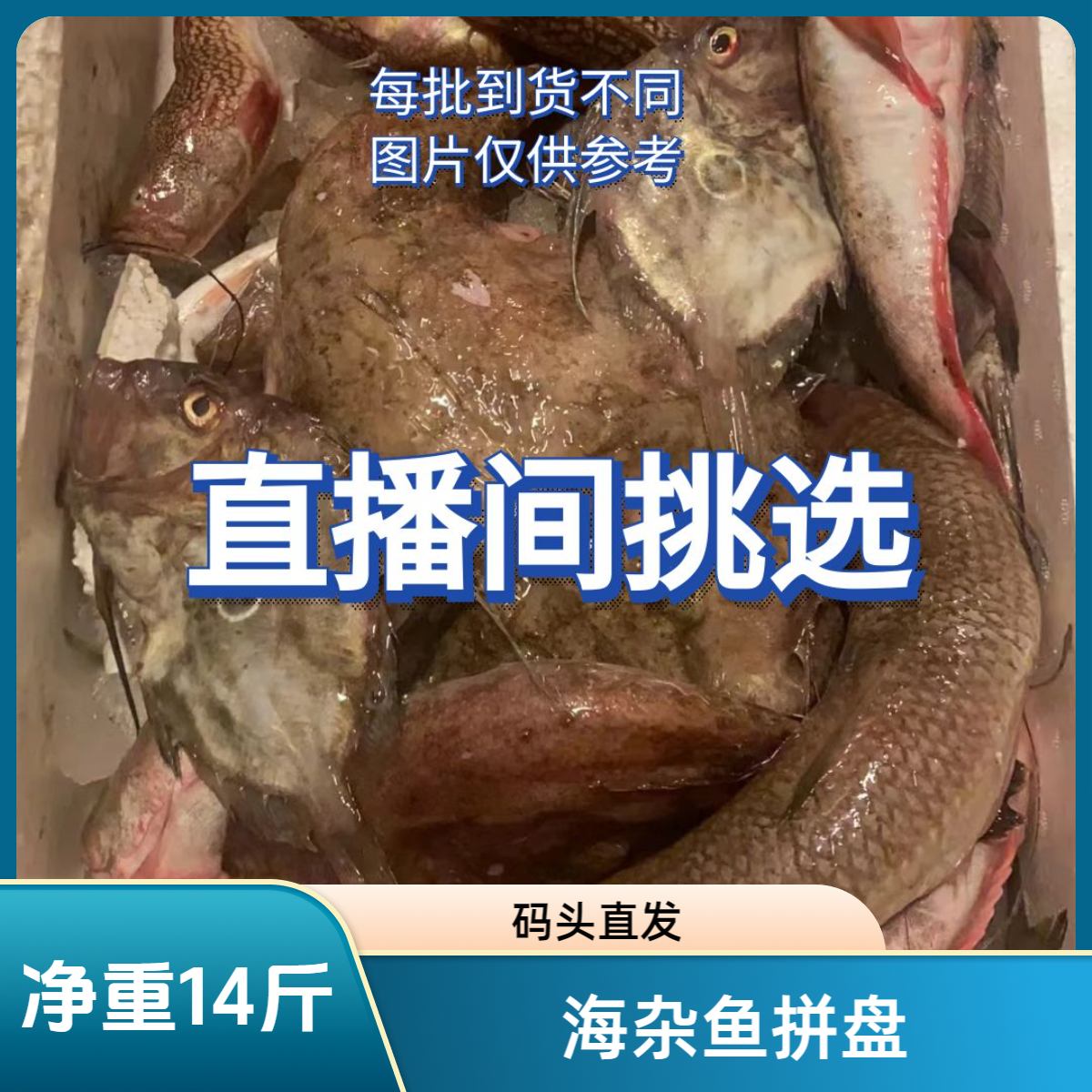 【14斤杂鱼，盲发不挑剔】东海舟山野生海鲜海杂鱼拼盘净重码头直发