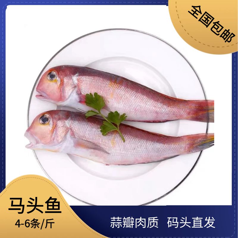 【4-6条/斤】舟山马头鱼甘鲷可清蒸油炸红烧