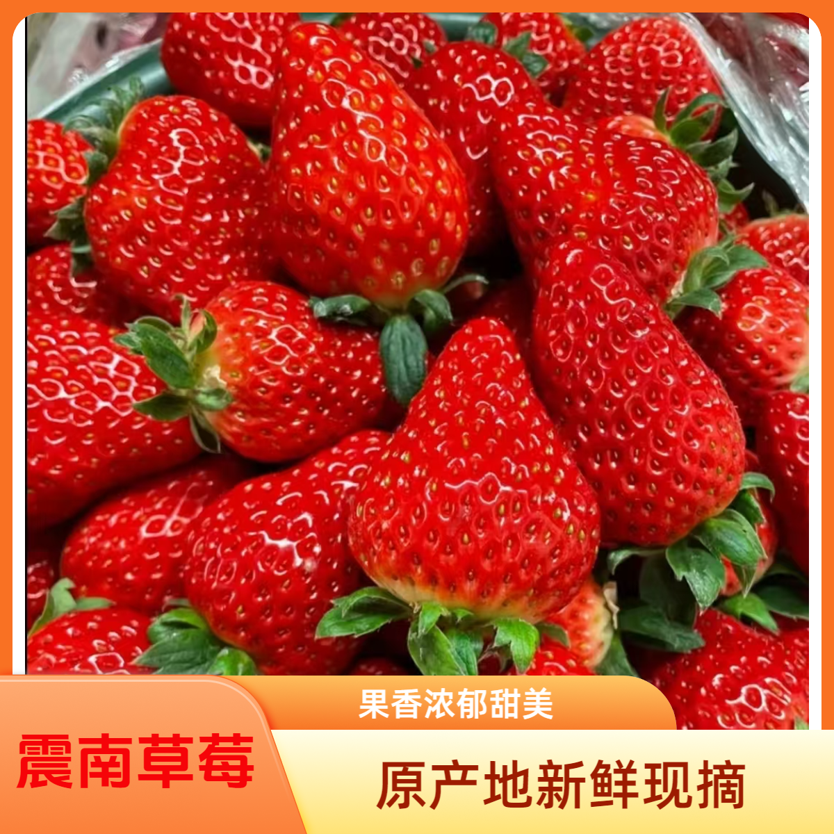 【顺丰包邮】红颜九九草莓香甜可口/新鲜原产地顺丰发货好草莓
