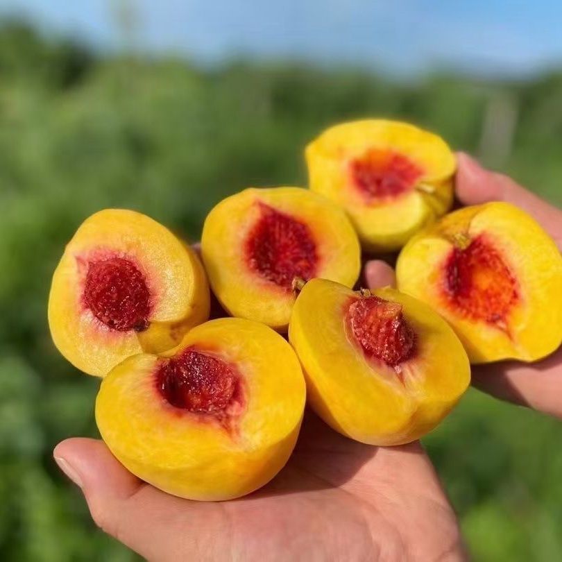 【发圆通】—水果类—湘西农家自种新鲜蔬菜山货一斤笋蔬菜蕨菜