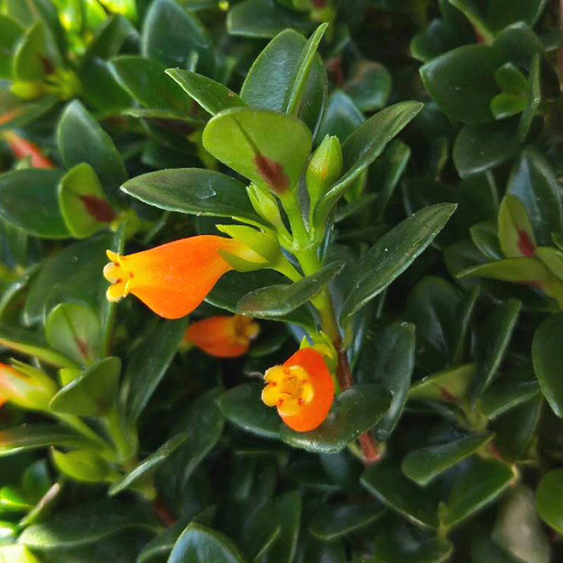 黄色金鱼吊兰带花苞红色金鱼花卉盆栽植物室内阳台办公室绿植