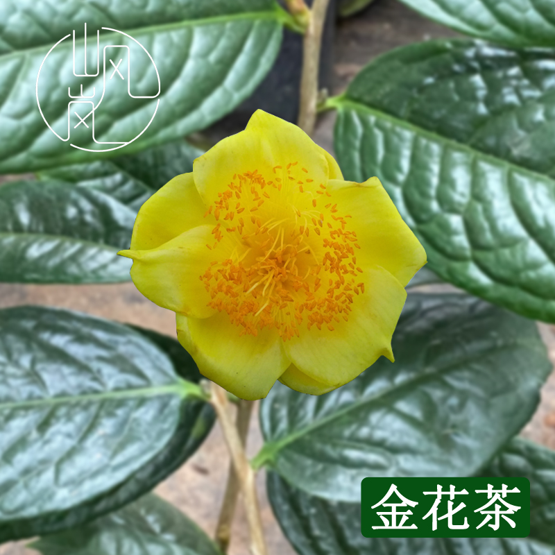 【金花茶】正品山茶花树苗花卉盆栽名贵品种带花苞绿植好养易活植物