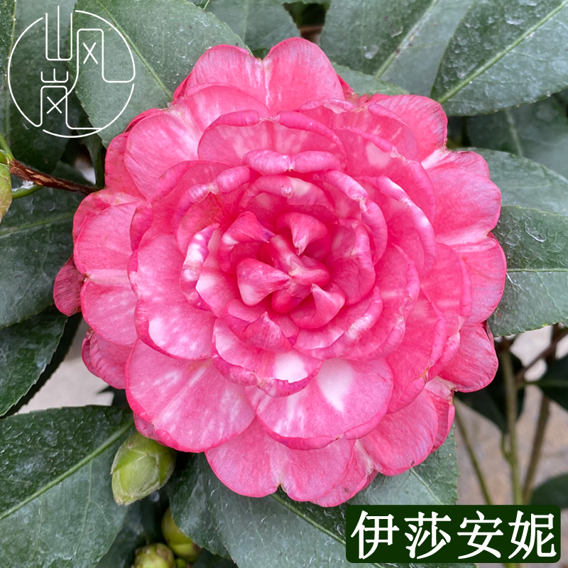 【伊莎安妮】正品山茶花树苗花卉盆栽名贵品种带花苞绿植好养活植物