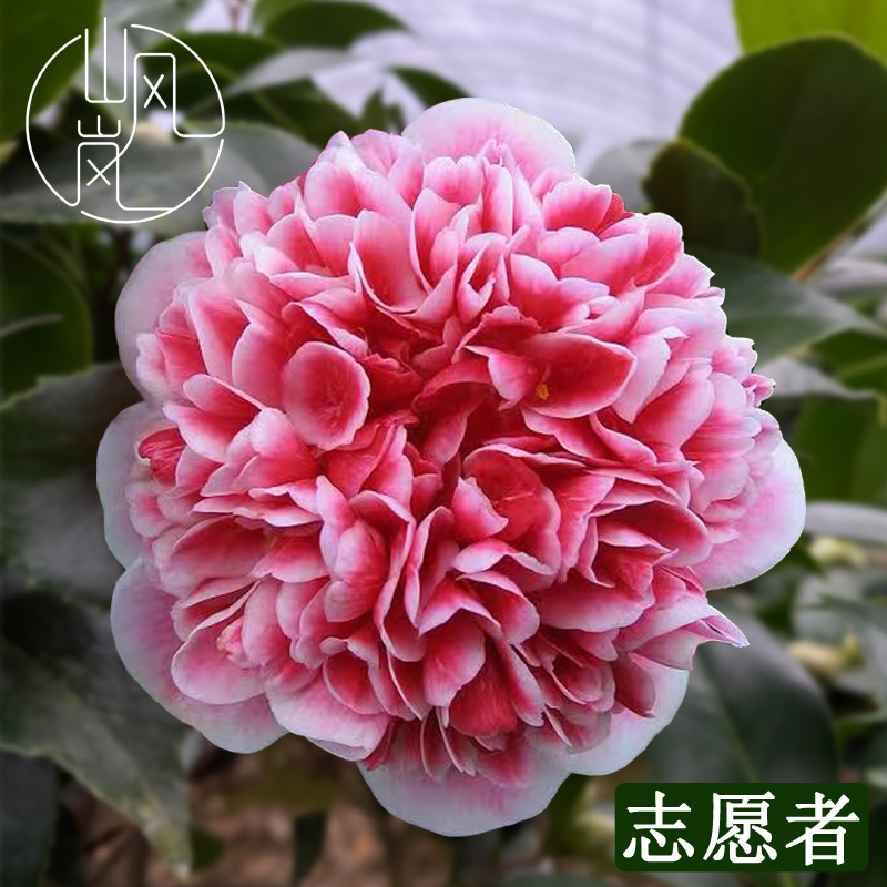 【志愿者】正品山茶花树苗花卉盆栽名贵品种带花苞绿植好养易活植物