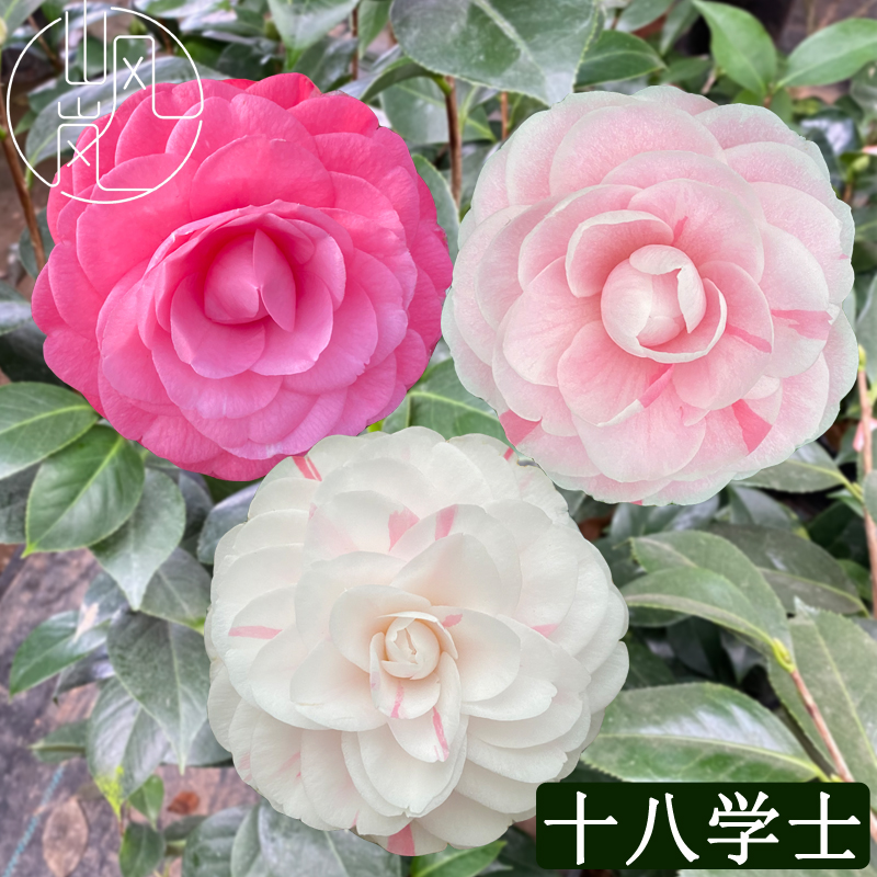 【十八学士】正品山茶花树苗花卉盆栽名贵品种带花苞绿植好养活植物